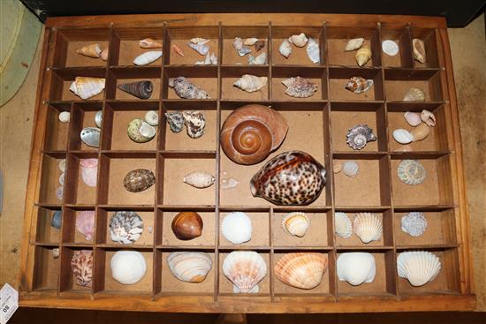 Qty. of shells, stones & M.O.P.
